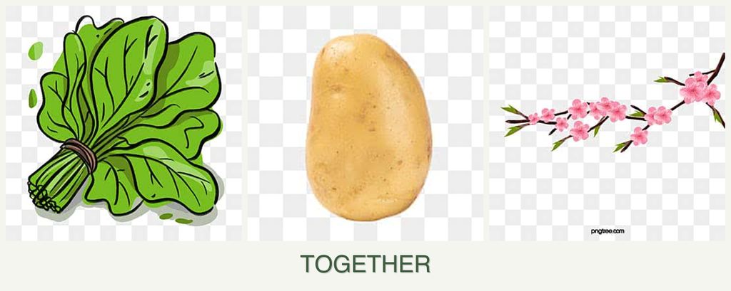 Can you plant spinach, potatoes and peaches together?