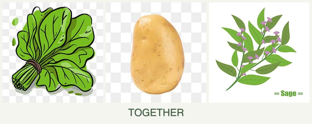 Can you plant spinach, potatoes and sage together?