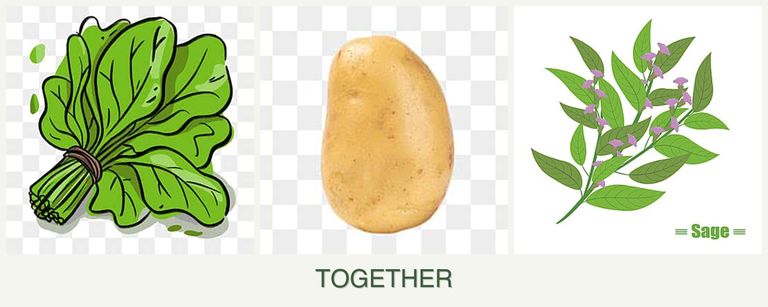 Can you plant spinach, potatoes and sage together?