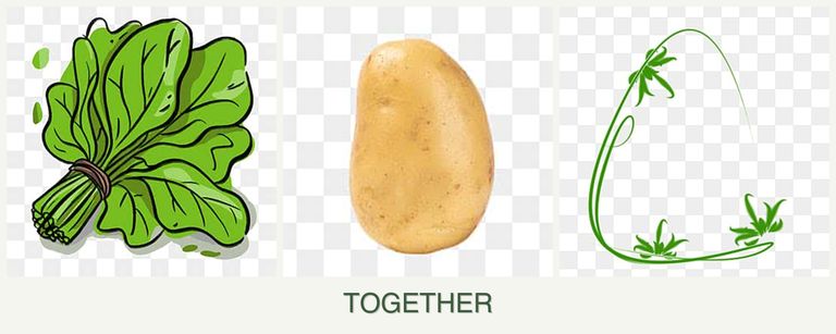Can you plant spinach, potatoes and tarragon together?