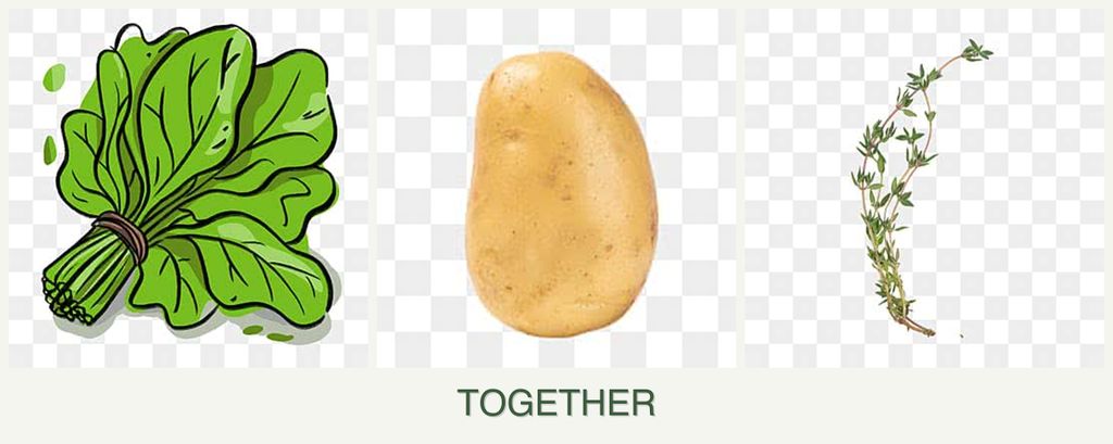 Can you plant spinach, potatoes and thyme together?