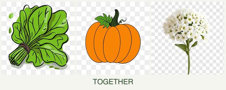Can you plant spinach, pumpkin and alyssum together?