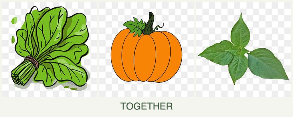 Can you plant spinach, pumpkin and basil together?