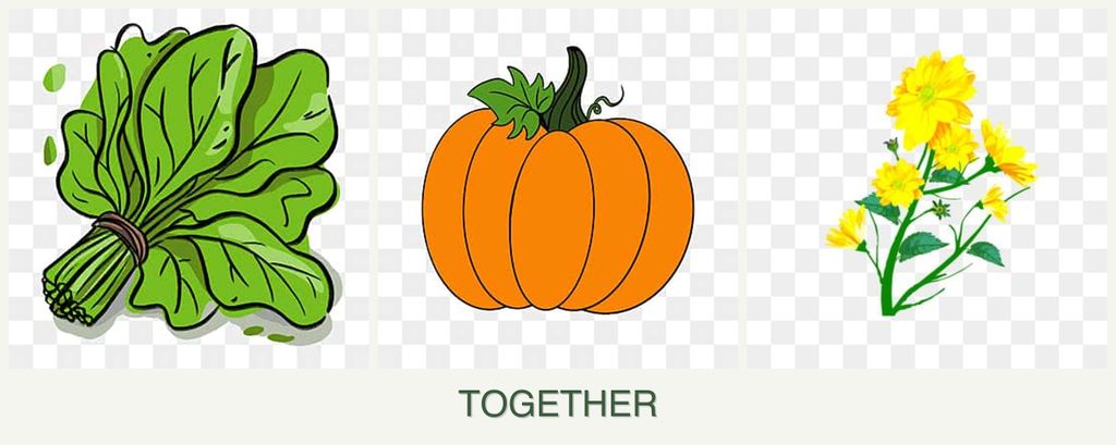 Can you plant spinach, pumpkin and calendula together?