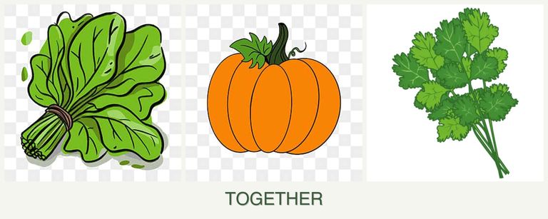 Can you plant spinach, pumpkin and cilantro together?