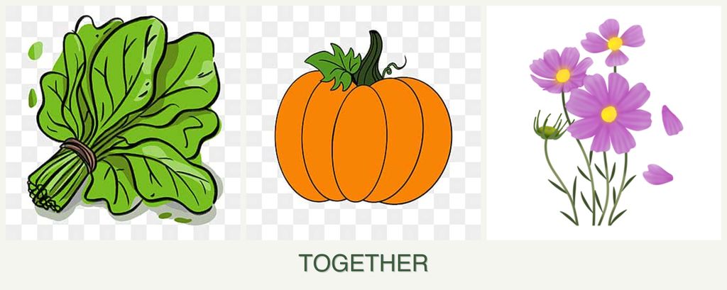 Can you plant spinach, pumpkin and cosmos together?