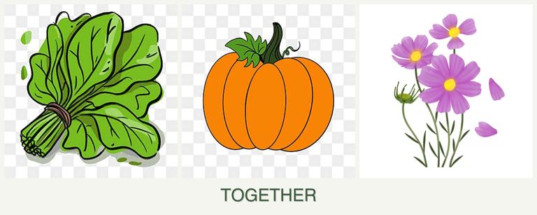 Can you plant spinach, pumpkin and cosmos together?