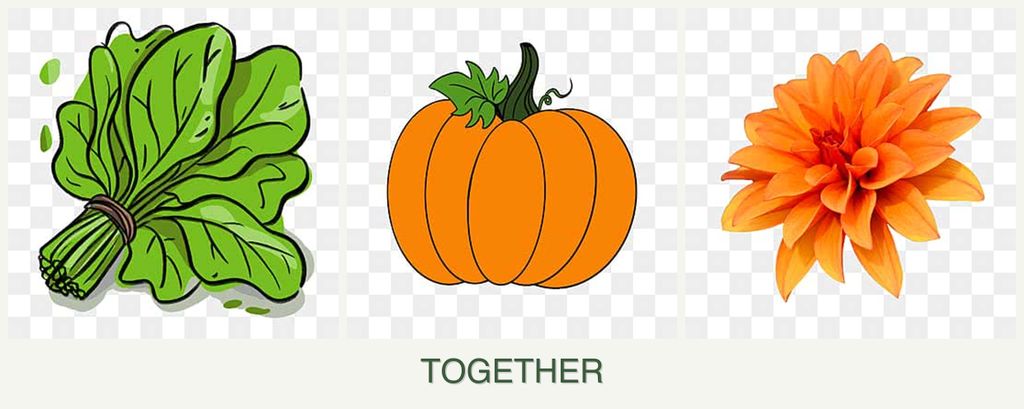 Can you plant spinach, pumpkin and dahlias together?