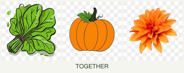 Can you plant spinach, pumpkin and dahlias together?