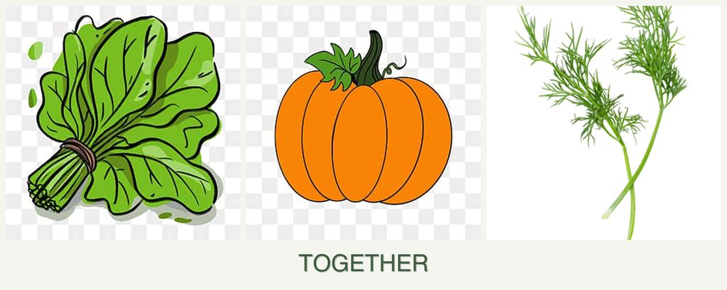Can you plant spinach, pumpkin and dill together?