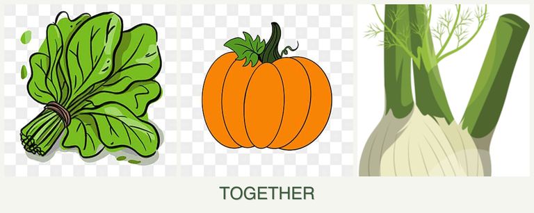 Can you plant spinach, pumpkin and fennel together?