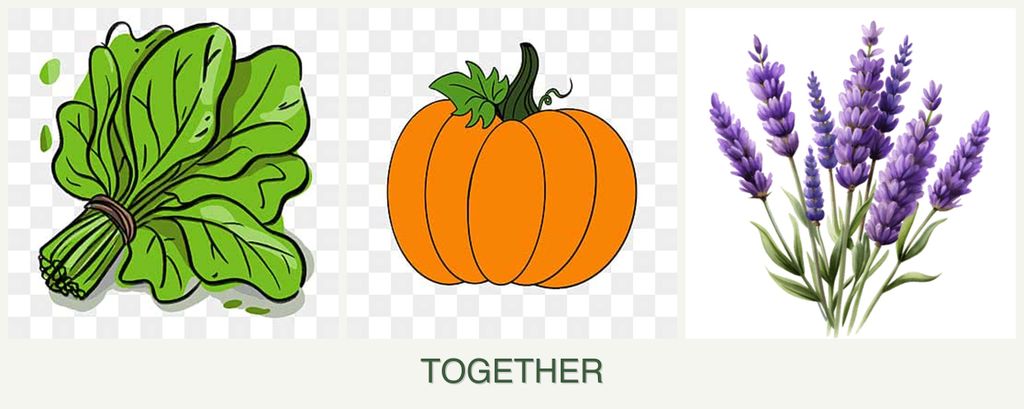 Can you plant spinach, pumpkin and lavender together?