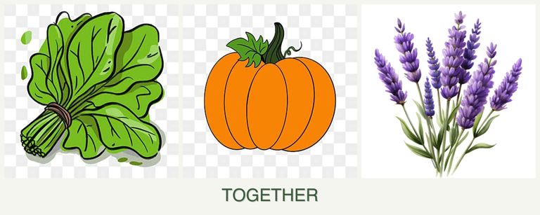 Can you plant spinach, pumpkin and lavender together?
