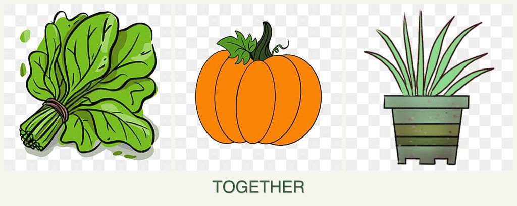 Can you plant spinach, pumpkin and lemongrass together?