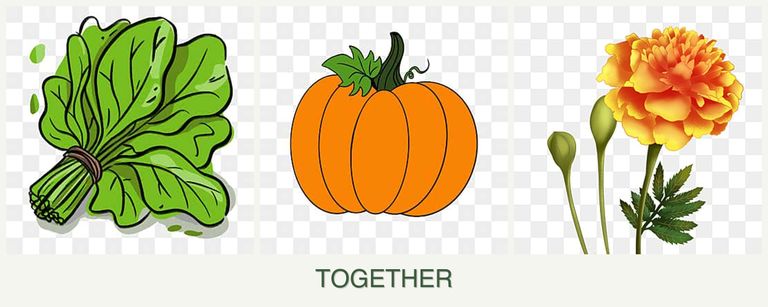 Can you plant spinach, pumpkin and marigolds together?