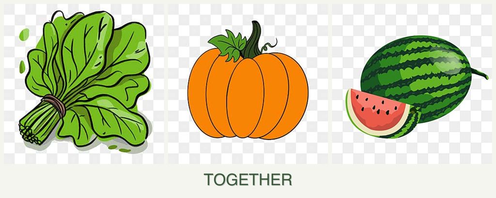 Can you plant spinach, pumpkin and melons together?