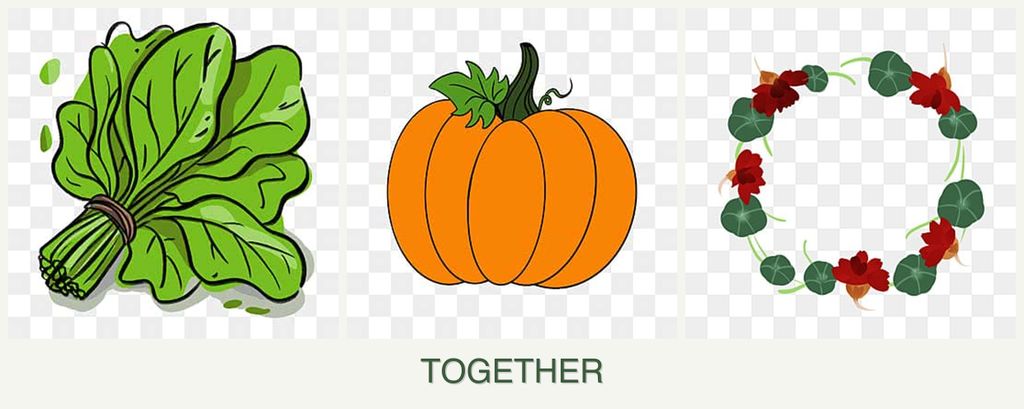 Can you plant spinach, pumpkin and nasturtiums together?