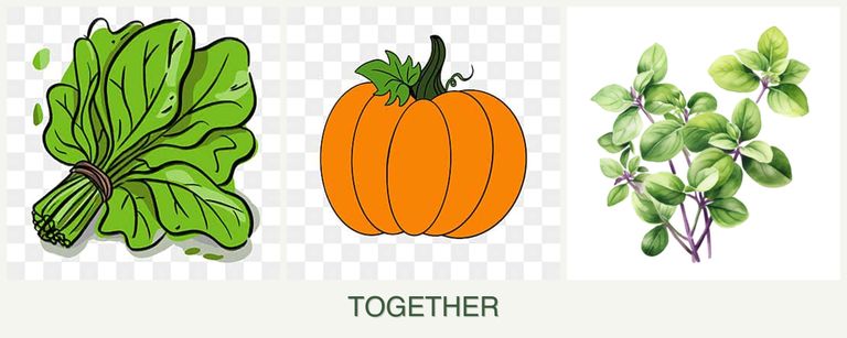 Can you plant spinach, pumpkin and oregano together?