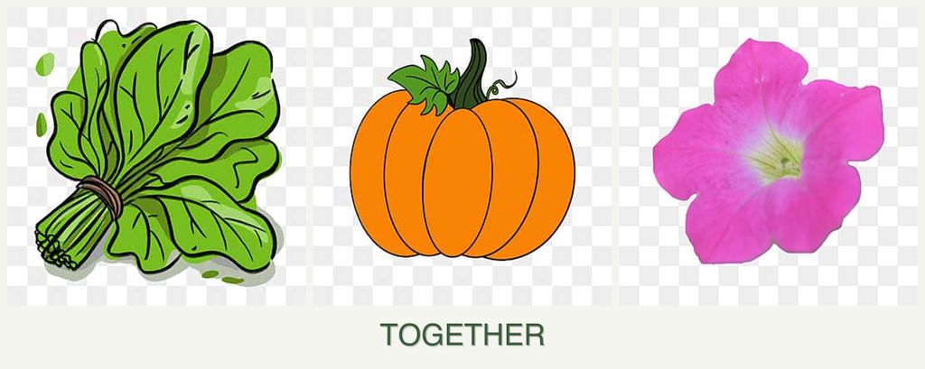 Can you plant spinach, pumpkin and petunias together?