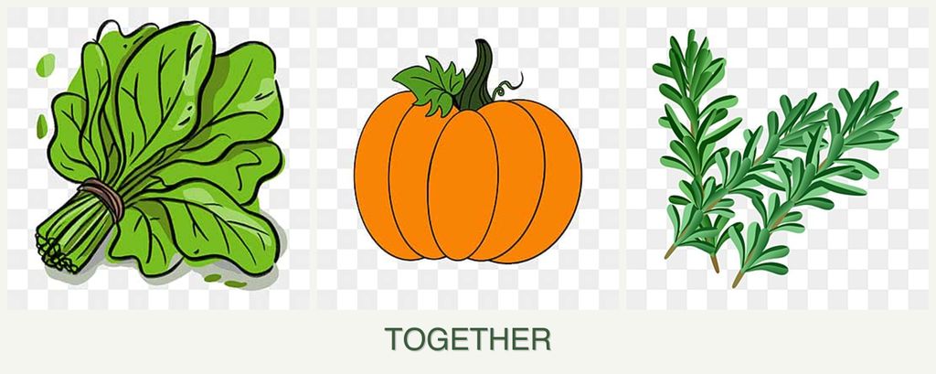 Can you plant spinach, pumpkin and rosemary together?