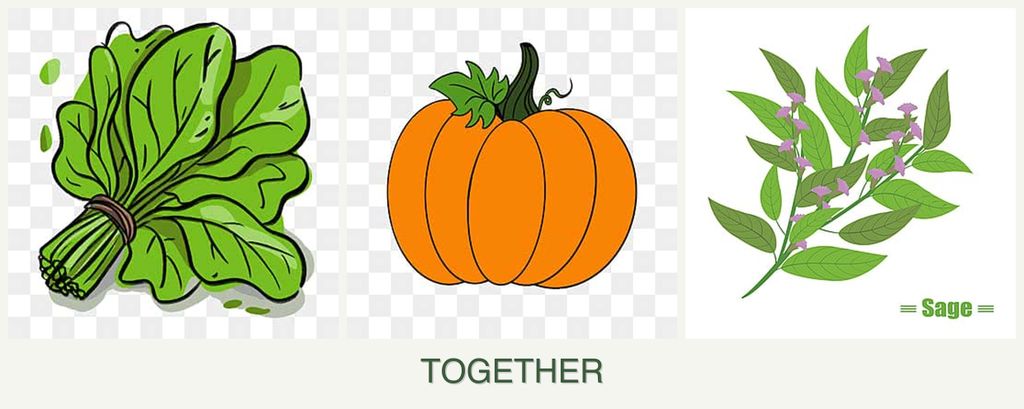 Can you plant spinach, pumpkin and sage together?