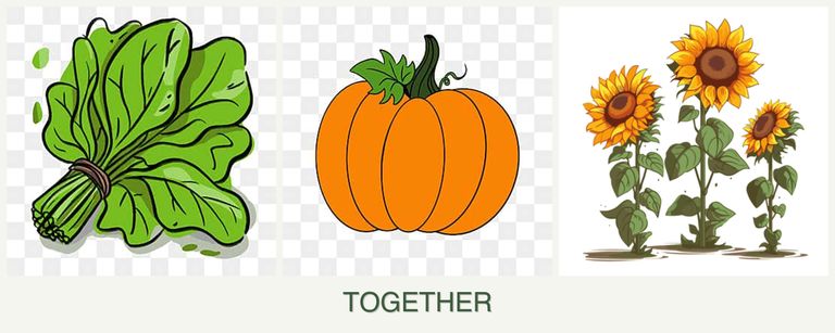 Can you plant spinach, pumpkin and sunflowers together?