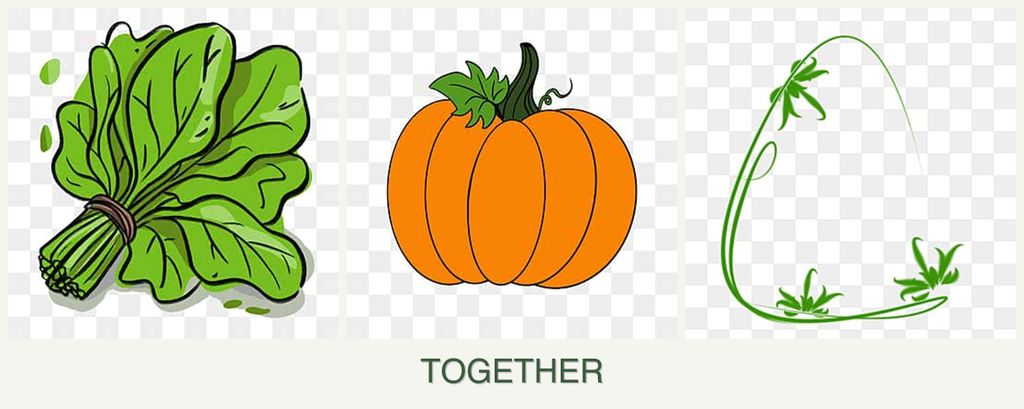 Can you plant spinach, pumpkin and tarragon together?