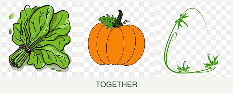 Can you plant spinach, pumpkin and tarragon together?