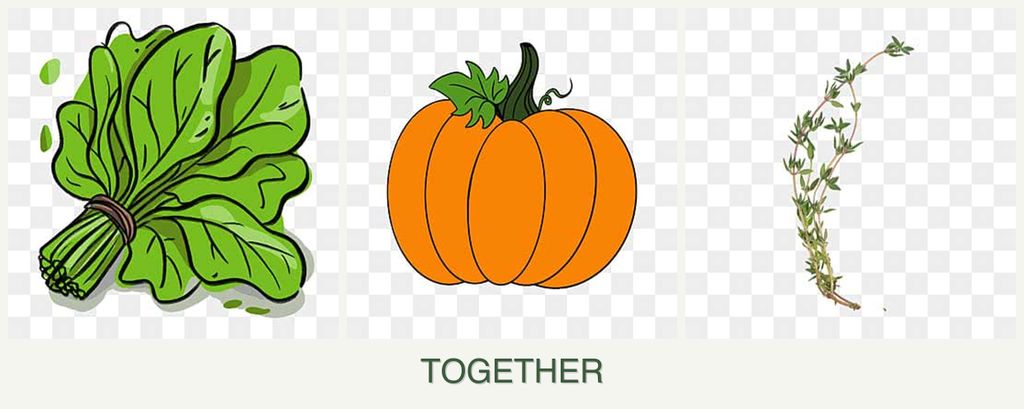 Can you plant spinach, pumpkin and thyme together?