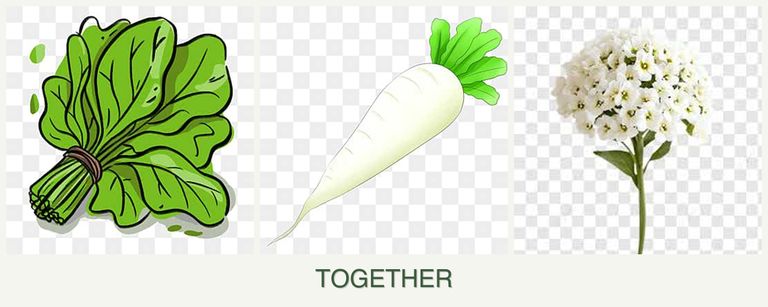 Can you plant spinach, radishes and alyssum together?