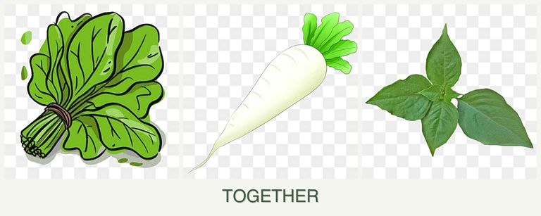 Can you plant spinach, radishes and basil together?