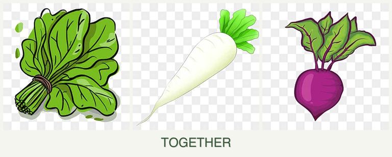 Can you plant spinach, radishes and beets together?