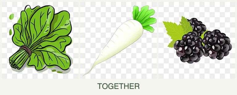 Can you plant spinach, radishes and blackberries together?