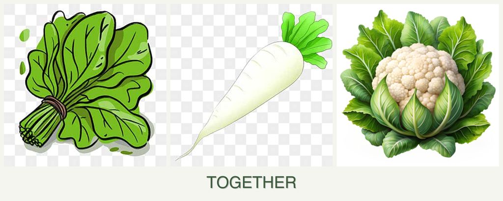 Can you plant spinach, radishes and cauliflower together?
