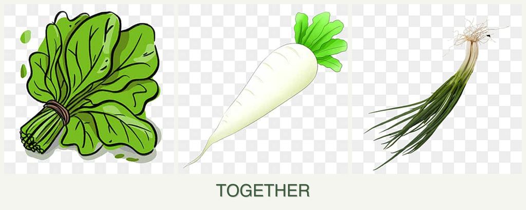 Can you plant spinach, radishes and chives together?