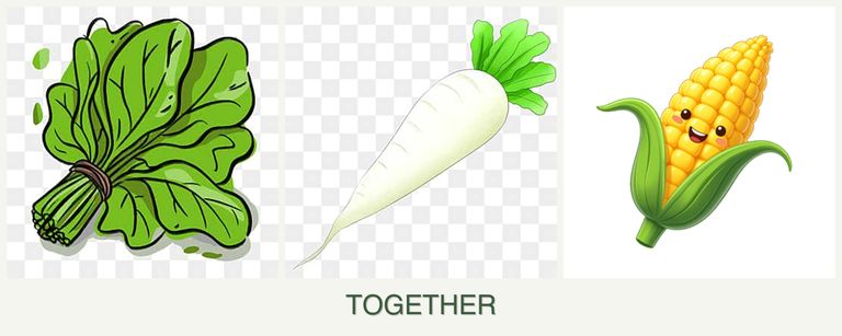Can you plant spinach, radishes and corn together?