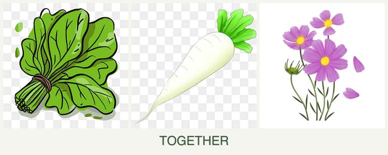 Can you plant spinach, radishes and cosmos together?