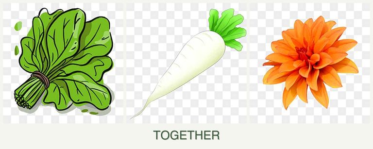 Can you plant spinach, radishes and dahlias together?