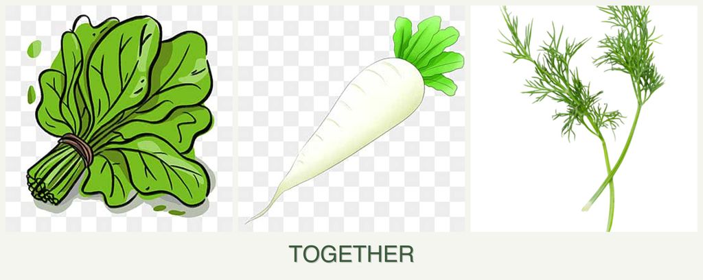 Can you plant spinach, radishes and dill together?