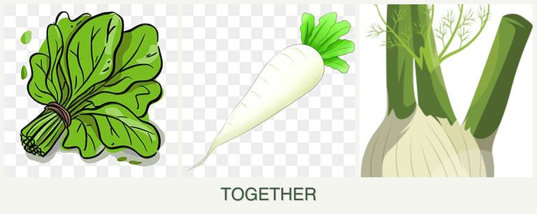 Can you plant spinach, radishes and fennel together?