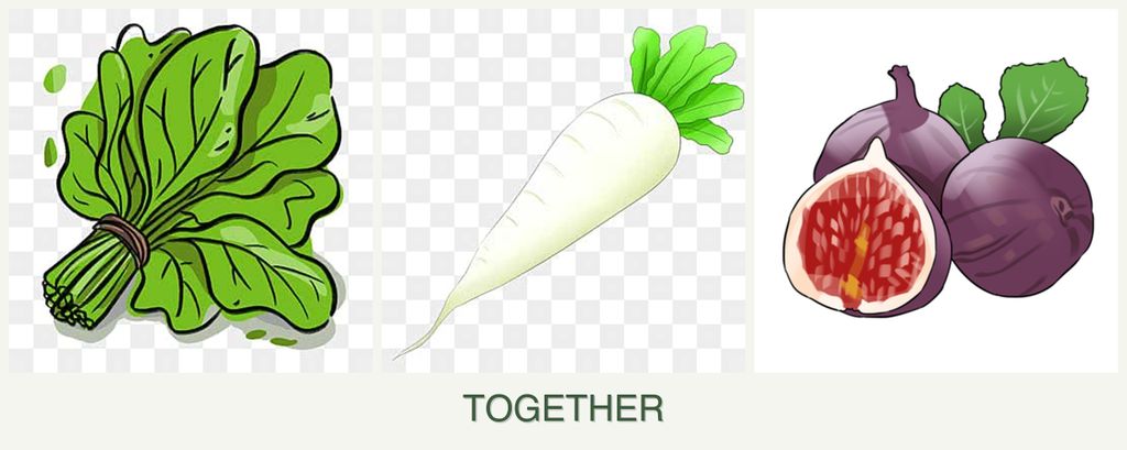 Can you plant spinach, radishes and figs together?