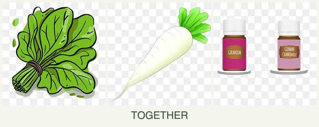 Can you plant spinach, radishes and geraniums together?