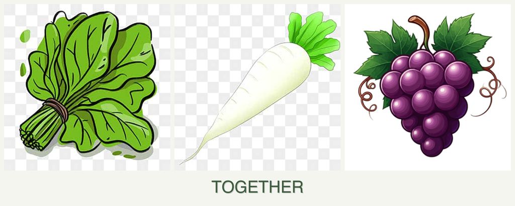 Can you plant spinach, radishes and grapes together?