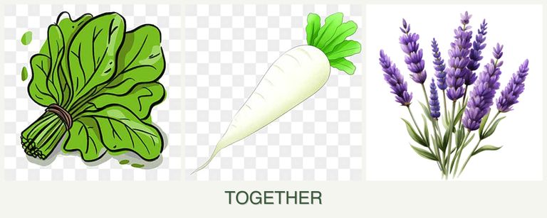 Can you plant spinach, radishes and lavender together?