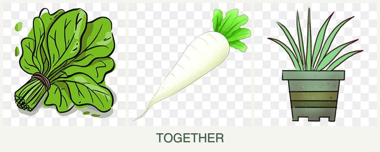 Can you plant spinach, radishes and lemongrass together?