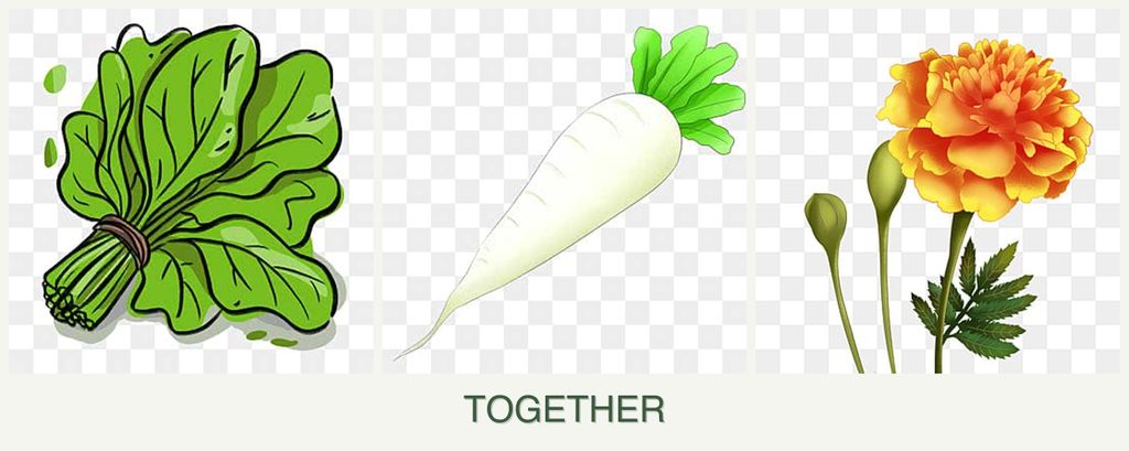 Can you plant spinach, radishes and marigolds together?