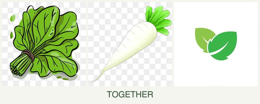 Can you plant spinach, radishes and mint together?
