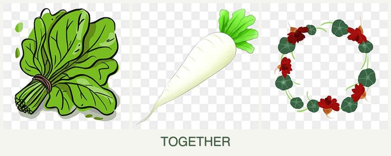 Can you plant spinach, radishes and nasturtiums together?