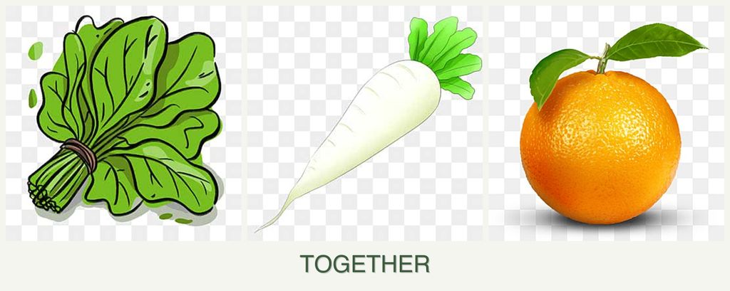 Can you plant spinach, radishes and oranges together?