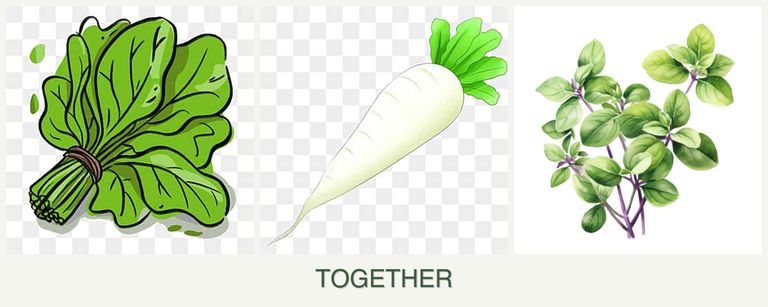 Can you plant spinach, radishes and oregano together?
